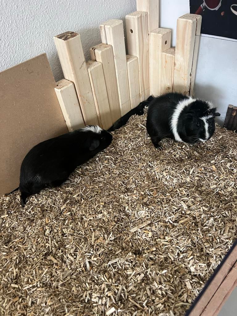 Cavia, knaagdieren, Dieren en Toebehoren, November, Meerdere dieren, Cavia