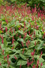 Stekken van Persicaria amplexicaulis (Duizendknoop), Ophalen, Overige soorten, Volle zon