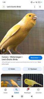 Gezocht, Mannelijk, Parkiet