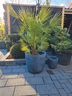 Chamaerops Humilis Dwergpalm - Winterhard en op voorraad, Ophalen