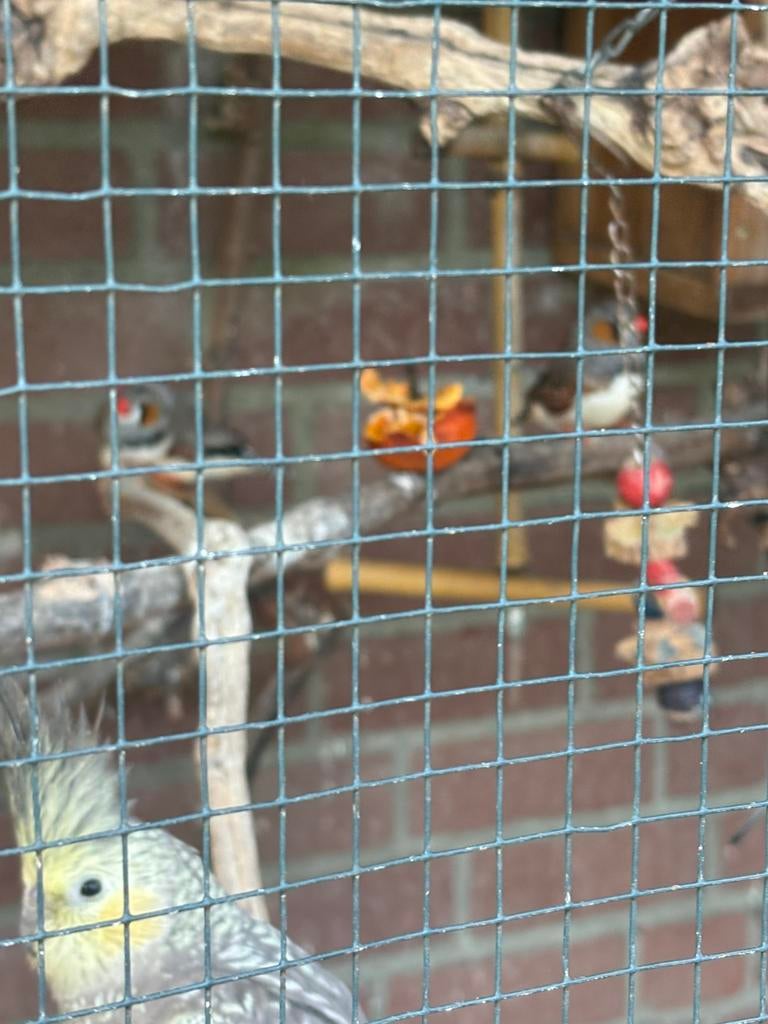 4 zebravink mannen, Dieren en Toebehoren, Mannelijk