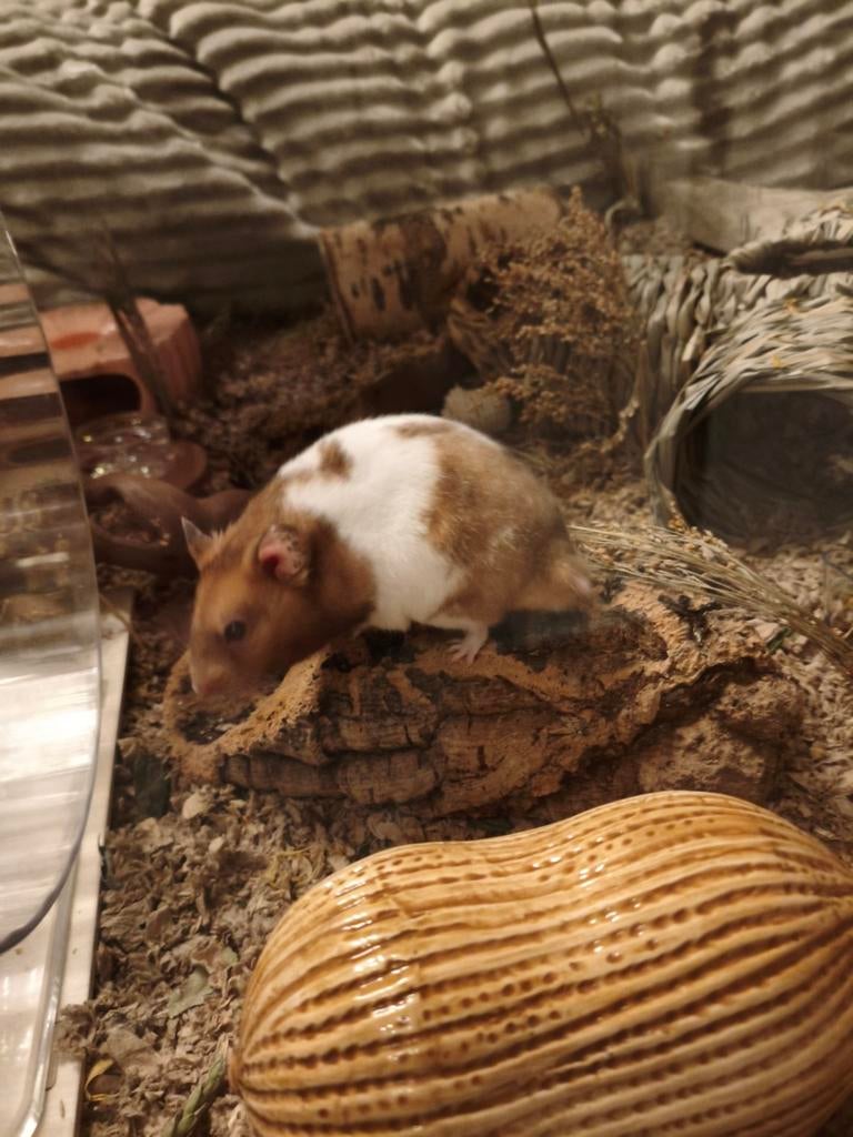 Mannelijke syrische hamster, Dieren en Toebehoren, Knaagdieren, Augustus, Mannelijk, Hamster