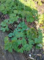 Akelei in verschillende kleuren, Ophalen, Overige soorten