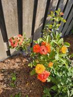 Oranje Rozenstruik, Volle zon, Vaste plant, Zomer, Ophalen