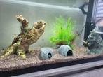 Aquarium + toebehoren, Dieren en Toebehoren, Ophalen, Zo goed als nieuw, Leeg aquarium