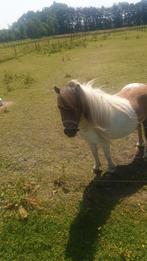 Mooie bonte Shetland merrie te koop, Dieren en Toebehoren, Pony's, Merrie, A pony (tot 1.17m), Recreatiepony, Gechipt