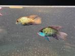 Electric blue acara, Vis