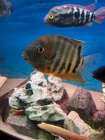 koppel heros severum 15cm te koop +1regenboogcichlide, Vis, Zoetwatervis
