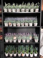 Kunstplanten in pot - blauwe druif, lavendel, Ophalen of Verzenden