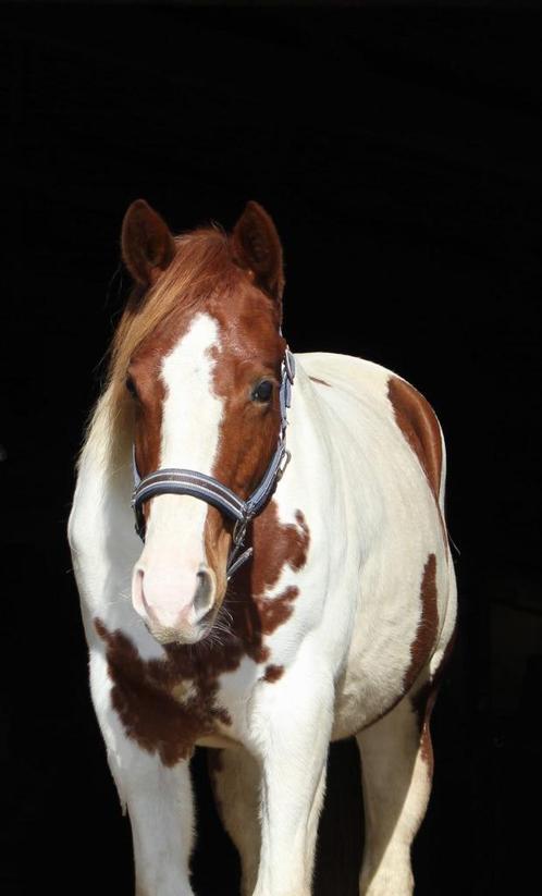 Paint (APHA) en Quarter horses (AQHA), pleasure/allround, Dieren en Toebehoren, Paarden, Meerdere dieren, Niet van toepassing