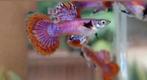 📊Actie !!🔴🐟 Magenta dragon🐟🔴 guppen,guppy,gup raszuiver, Dieren en Toebehoren, Vissen | Aquariumvissen, Vis, Zoetwatervis
