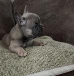 Mooie franse bulldog pup, Dieren en Toebehoren, Honden | Bulldogs, Pinschers en Molossers, CDV (hondenziekte), 8 tot 15 weken