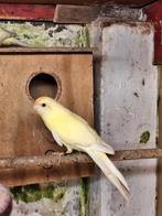 Koppel kakarikies, Dieren en Toebehoren, Vogels | Parkieten en Papegaaien, Meerdere dieren, Parkiet, Geringd