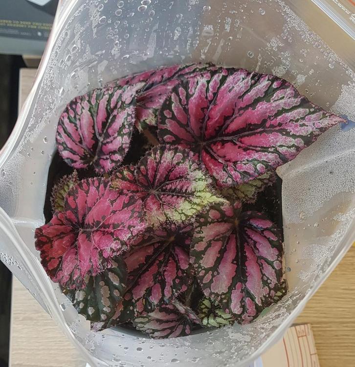 Bladbegonia rex stekjes, Antiek en Kunst, Antiek | Schalen, Ophalen of Verzenden