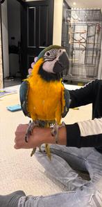 Zeer tamme en lieve Ara papegaai met kooi en speelgoed, Dieren en Toebehoren, Vogels | Parkieten en Papegaaien, Vrouwelijk, Papegaai