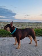 Volledig gekeurde Franse bulldog dekreu, Dieren en Toebehoren, Particulier, Rabiës (hondsdolheid), 1 tot 2 jaar, Reu