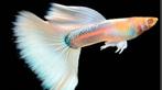 Raszuivere platinum albino guppen, Dieren en Toebehoren, Vissen | Aquariumvissen, Vis