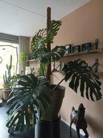 Monstera, Ophalen, Halfschaduw, 150 tot 200 cm