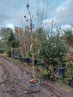 Prunus serrulata 'Amanogawa' (roze), Tuin en Terras, Planten | Bomen, Halfschaduw, Overige soorten, Lente, 100 tot 250 cm