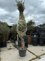 Super grote olijfbomen met dikke grillige stam (220cm), Volle zon, Ophalen of Verzenden, 100 tot 250 cm, Olijfboom