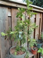 Calocedrus decurrens 'Maupin Glow' / Wierrookceder, Tuin en Terras, Planten | Bomen, Ophalen, Volle zon, Overige soorten