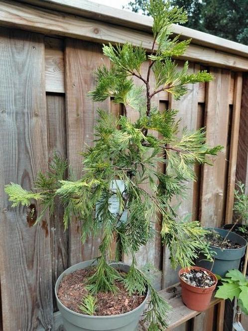 Calocedrus decurrens 'Maupin Glow' / Wierrookceder, Tuin en Terras, Planten | Bomen, Overige soorten, Volle zon, Ophalen