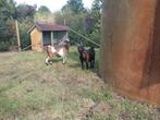 Dwerggeiten, Dieren en Toebehoren, Schapen, Geiten en Varkens, Vrouwelijk, Schaap