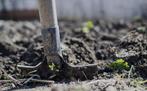 Gratis planten, bomen en hagen laten verwijderen?, Tuin en Terras, Planten | Bomen, Ophalen of Verzenden, Volle zon