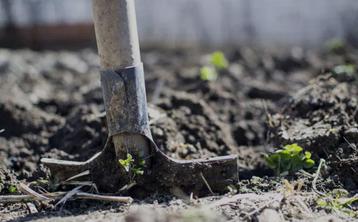 Gratis planten, bomen en hagen laten verwijderen?  beschikbaar voor biedingen