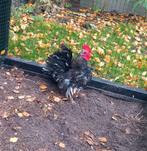 Serama haantje zijdeveder, Dieren en Toebehoren, Mannelijk, Kip