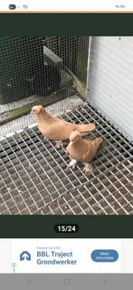Takla duiven en vogel, Dieren en Toebehoren, Vogels | Duiven, Meerdere dieren, Postduif