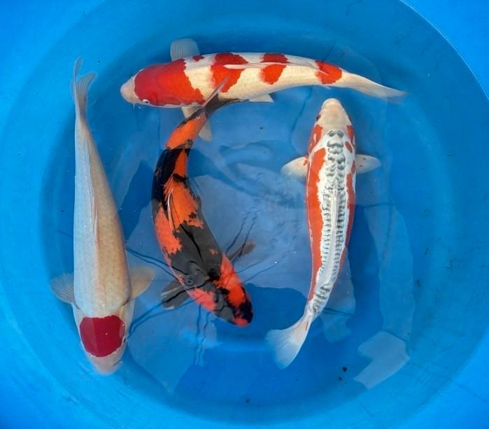 Diverse Japanse koi karper | Koikarpers  | Nisai, Dieren en Toebehoren, Vissen | Vijvervissen, Karper of Koi