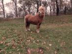 Mooie en brave vos shetlander hengst, Dieren en Toebehoren, Pony's, Hengst, Niet van toepassing, Gechipt, 7 tot 10 jaar