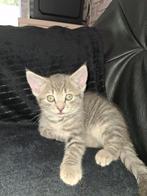 Zeer mooi kitten Maine coon x Europees kort haar poesje., Dieren en Toebehoren, Katten en Kittens | Overige Katten, Poes, Langharig