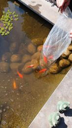 Vijver vissen mooie goudvissen, Goudvis(sen)