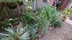 GRATIS Vijver met planten, Tuin en Terras, Ophalen, Zomer, Overige soorten, Volle zon