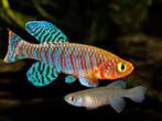 Nothobranchius rachovii per paar - killi - Koidream Valburg, Dieren en Toebehoren, Vis, Zoetwatervis