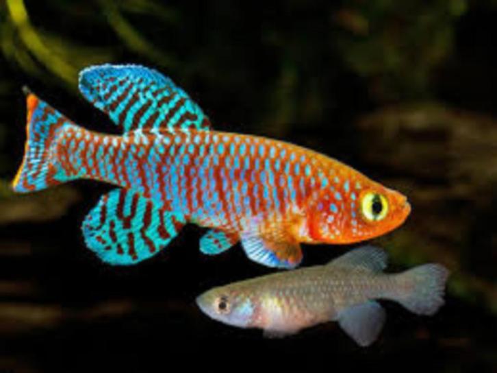 Nothobranchius rachovii per paar - killi - Koidream Valburg, Dieren en Toebehoren, Vissen | Aquariumvissen, Zoetwatervis, Vis