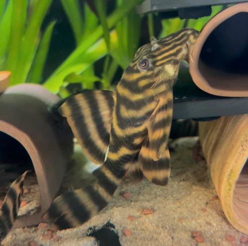 Prachtige volwassen L398 man (10-12 cm), Dieren en Toebehoren, Vissen | Aquariumvissen, Vis