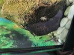 Jongen Ancistrus algeneter, Dieren en Toebehoren, Vissen | Aquariumvissen, Vis
