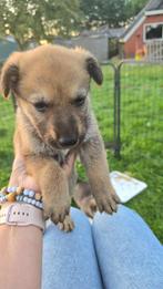 Nestje pups kruising zwitserse witte herder x ridgeback, Meerdere, Meerdere dieren, Herder, Nederland