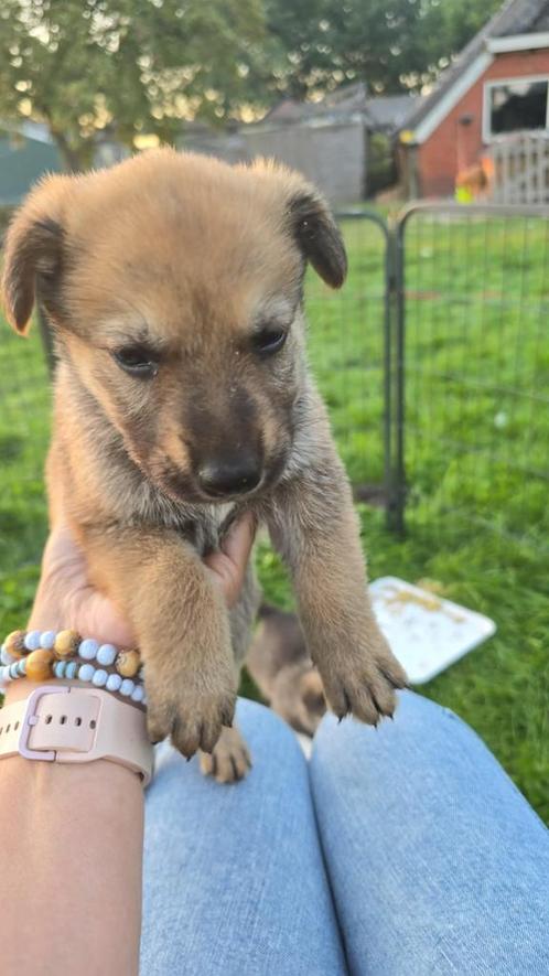 Nestje pups kruising zwitserse witte herder x ridgeback, Dieren en Toebehoren, Honden | Herdershonden en Veedrijvers, Meerdere dieren