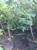 Vijg, Ophalen, Volle zon, In pot, Vijgenboom