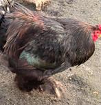 Gratis grote brahma haan, Dieren en Toebehoren, Pluimvee, Mannelijk, Kip