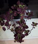 Coleus Plant in Pot, Huis en Inrichting, Kamerplanten, Ophalen, Overige soorten, Halfschaduw, In pot