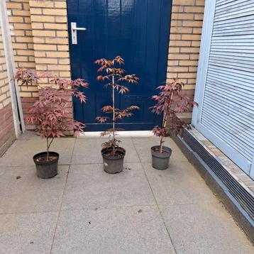 Acer 'Japanse esdoorn'