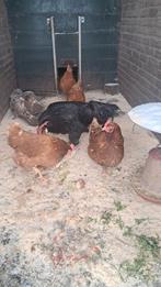 4 bruine leghorns en 1 zwarte haan, Meerdere dieren, Kip