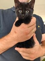 Lief kitten Ivy mag naar haar gouden mandje, Dieren en Toebehoren, Katten en Kittens | Overige Katten, Poes, Kortharig, 0 tot 2 jaar