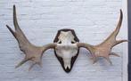 Groot Scandinavisch ELAND GEWEI op houten schild (ref. F)