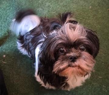 Shih tzu teefje 6 jaar zoekt personeel.... beschikbaar voor biedingen